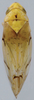 Habitus, dorsal view on Eualebra dorothyae Dietrich, 2013: Habitus. (Observation).