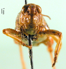 CollectionObject 1501309; 2f12c848-30c5-47d8-811c-583ccdba2e9f, DORSA BA000660S01: female, frontal view (holotype). (CollectionObject).