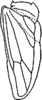 Hind wing on Apheliona Kirkaldy, 1907: Hind wing. (Observation).