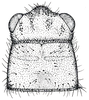 Allonemobius tinnulus (Fulton, 1931): Fig. 2 (specimen from Illinois). micropterous female, head and pronotum, dorsal view. (Otu).