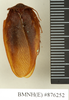CollectionObject 1572872; 075b3936-f0f1-4708-bdb2-c593b0f99fc8: Copyright Natural History Museum, London. Non-type (adult male) in BM(NH). Dorsal view. (CollectionObject).