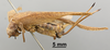 CollectionObject 1522932; e71d4203-2c24-4ef1-8fde-a70591f3208e: Female, lateral view (holotype). (CollectionObject).