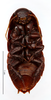 CollectionObject 1587514; MNHN(SF IMPORT DUPLICATE) MNHN-EP-EP798, 5d3c65fe-2527-403a-87cd-923a2d742e83: CC BY-NC-ND 4.0/MNHN - Depraetere Marion - 2014. Paratype, female, of kyebangensis Grandcolas, 2001. Specimen number: MNHN-EP-EP798. http://coldb.mnhn.fr/catalognumber/mnhn/ep/ep798. (CollectionObject).