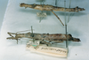 CollectionObject 1559193; 4455cb21-09b2-43b6-922a-98bc672c7027: copyright MNHN, Paris. female of synonym Hypocyrtus substrumosus (paralectotypes). (CollectionObject).;CollectionObject 1559194; b977abc9-46d3-4fa4-a172-04da7f420053: copyright MNHN, Paris. female of synonym Hypocyrtus substrumosus (paralectotypes). (CollectionObject).