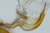 Aedeagus, lateral view: !! display not done !! on nsp 8-2: Carvaka Distant, 1918: (Observation).