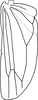 Hind wing: Hind wing. (Observation).