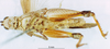 CollectionObject 1580262; e71a7e10-20d1-4130-b838-6d2678070b25: male, ventral view (paralectotype). (CollectionObject).