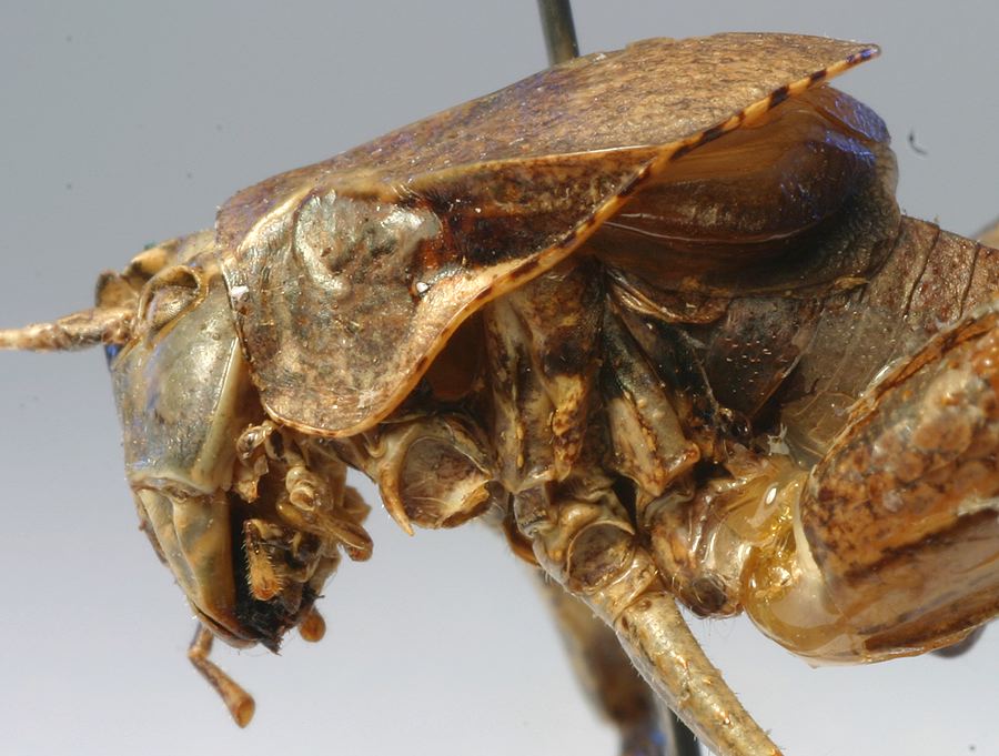 male pronotum, lateral view (holotype). Depicts CollectionObject 1517114; 669369be-7154-4d7b-b81b-604b981c6a56, a CollectionObject.