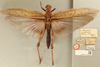 CollectionObject 1519944; 317e0a95-f05f-49f5-8bdf-22d39bd8059a: female, dorsal view, labels (holotype). (CollectionObject).