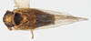 Habitus, dorsal view on Delphacodes nigrinota Beamer, 1951: (Observation).