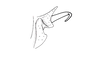 Ronderosia gracilis (Bruner, 1911): Fig. 6Q. distal portion of phallic complex, lateral view. (Otu).