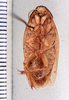 Epilampra haitensis Rehn & Hebard, 1927: Photo taken by Heidi Hopkins. (Otu).