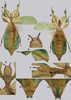CollectionObject 1591424; f1b0d741-8fe5-4945-a7be-b601252ce9b9: copyright RBINS, Brussels. female (paratype). (CollectionObject).;CollectionObject 1591425; 73f53a4a-addf-4166-b647-84bc99bb65d7: copyright RBINS, Brussels. female (paratype). (CollectionObject).;CollectionObject 1591426; fc0d3e43-6abb-4460-958c-50a8290d00b4: copyright RBINS, Brussels. female (paratype). (CollectionObject).