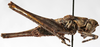 CollectionObject 1539785; 3d85e4a1-4860-45a6-98ae-b94497cbe1c8: male habitus, lateral view (holotype). (CollectionObject).