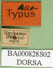 CollectionObject 1502753; 1c96d15b-71f1-4384-8f5c-8247ebf93539, DORSA BA000828S02: labels (allotype of Nocaracris cyanipes ornatus). (CollectionObject).