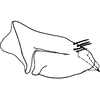 Pygofer, lateral view on Bonaspeia wolensis Davies, 1987: Pygofer, lateral view (holotype). (Observation).