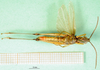 CollectionObject 1501385; 9772a2fd-9def-44a3-acd8-1c0cd6303d75: male, ventral view (holotype). (CollectionObject).