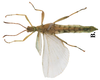 CollectionObject 1582864; Depo SF.DepoID 3769, Coll. RC 16-097, d9770bd5-4053-44ca-af11-2d66158cdee0: copyright Royce Cumming. male, ventral view (paratype). (CollectionObject).