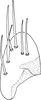 Subgenital plate: !! display not done !! on Neolimnus (Neolimnus) egyptiacus (Matsumura, 1908): (Observation).