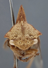Head on Ennya nutans (Stål, 1870): (Observation).