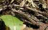 Tropidostethus angusticollis (Blanchard, 1851): male. (Otu).