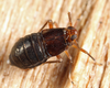 Live specimen: !! display not done !! on Pissonotus marginatus Van Duzee, 1897: (Observation).