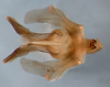 CollectionObject 1580067; 69e60f67-1965-4b70-bcff-324050310e7e: phallic complex without epiphallus, dorsal view (paratype). (CollectionObject).