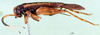 CollectionObject 1500909; 189af87b-8174-4315-b249-8f3bb012fea4: female, lateral view (syntype). (CollectionObject).