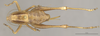 CollectionObject 1597299; a7b754e6-7912-4bd6-b8c6-2a6a317514e8: Female, dorsal view (paratype). (CollectionObject).;CollectionObject 1597300; 06aeebe9-d116-47aa-aea5-d6707570be3e: Female, dorsal view (paratype). (CollectionObject).