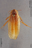 CollectionObject 1573439; MVMA T 4444, 4bdd4847-fe3b-4ca0-b296-f72576755439: Copyright Museum Victoria / CC BY. Syntype, male, dorsal. (CollectionObject).