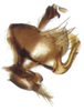 Pygofer, lateral view on Arocephalus (Arocephalus) longiceps (Kirschbaum, 1868): Pygofer, lateral view. (Observation).