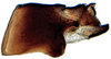 Pygofer, lateral view on Alocoelidia fulva Evans, 1954: Alocoelidia fulva, pygofer, laterally (CAS). (Observation).