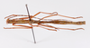 CollectionObject 1561530; 74a7b596-def1-4fe2-a8ae-0629914dd868: copyright ZMHB, Berlin. male, dorsal view (holotype). (CollectionObject).