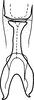 Connective: !! display not done !! on Waigara boninensis (Matsumura, 1914): Connective, ventral view. (Observation).