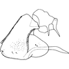 Pygofer, lateral view on Nlunga Dworakowska, 1974: Pygofer (T. (N.) reeneni Dwor.). (Observation).