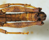 CollectionObject 1498704; 3bf993fa-f4d9-4590-a71f-ebb83badc3be: male abdomen, dorsal view. (CollectionObject).
