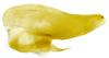 Subgenital plate, ventral view on Beltrana reticulata Gonçalves, Domahovski, Mejdalani & Takiya, 2021: Male holotype [USNM]: subgenital plate, ventral view. (Observation).