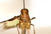 CollectionObject 1594439; 5cec1e40-aed5-4c36-88dd-90e668c48693: frontal view (topotype). (CollectionObject).