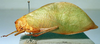 CollectionObject 1566246; f81f25c3-7634-4fd8-bfe3-96a7ec1145a3: female, lateral view (paratype). (CollectionObject).
