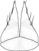 Subgenital plate, ventral view on Brazosa beni Pinedo-Escatel & Dietrich, 2020: valve and subgenital plate, ventral aspect. (Observation).