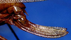 Anaulacomera (Anaulacomera) crassidentata Hebard, 1927: female ovipositor (paratype). (Otu).
