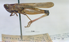 CollectionObject 1520581; 741c8919-24a4-4aac-8da7-9f67d259c943, NHMUK3235049: male, lateral view. (CollectionObject).