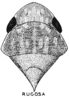 Habitus, dorsal view on Rugosana rugosa (Spångberg, 1878): (Observation).