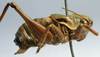 CollectionObject 1520704; d61f7c61-8c8e-48db-b492-0ed007d695b5: male, lateral view (syntype). (CollectionObject).