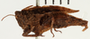 CollectionObject 1529962; NHRS NRM-ORTH 13402, f1bab174-f6ee-4745-b97f-ca87c598b1df: female, lateral view (holotype of Tetrix sjostedti). (CollectionObject).