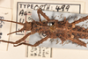 CollectionObject 1558300; 3f27b43c-2ffb-45d4-b6ae-9ddb7caa2234: copyright UMO. female Acanthoderus ulula juv. (holotype). (CollectionObject).