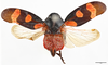 Habitus, dorsal view: !! display not done !! on Cercopis sanguinolenta (Scopoli, 1763): (Observation).