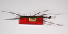 CollectionObject 1559791; 2211baf8-4d2a-449a-9c58-29fe89c91b67: copyright ZMB, Berlin. male, dorsal view (paratype). (CollectionObject).;CollectionObject 1559792; 823860e5-75fe-4470-a935-55315762264a: copyright ZMB, Berlin. male, dorsal view (paratype). (CollectionObject).