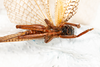 CollectionObject 1531237; cc43f315-e9ff-4f2e-98ee-d6d54d6eda3f: female, ventral view (holotype). (CollectionObject).