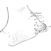 Pygofer, lateral view on Bolanusoides bohater Dworakowska, 1988: Pygofer lobe, lateral view. (Observation).